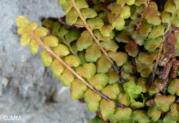 Asplenium petrarchae