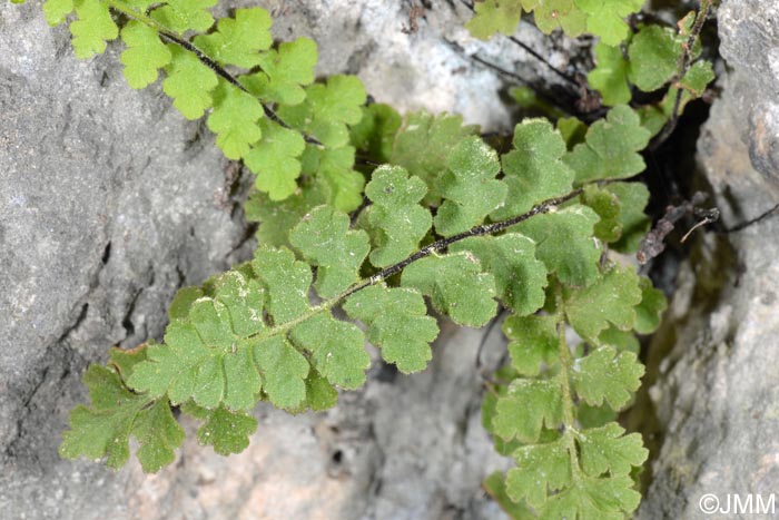 Asplenium petrarchae