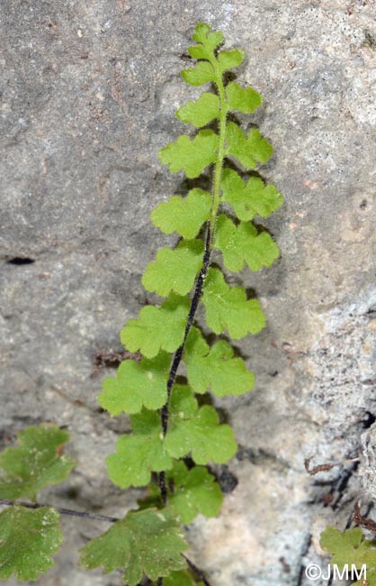 Asplenium petrarchae