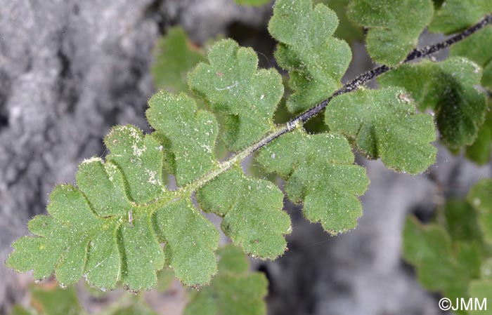 Asplenium petrarchae