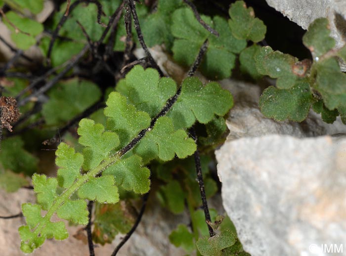 Asplenium petrarchae