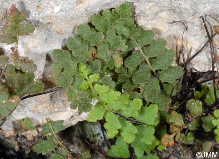 Asplenium petrarchae