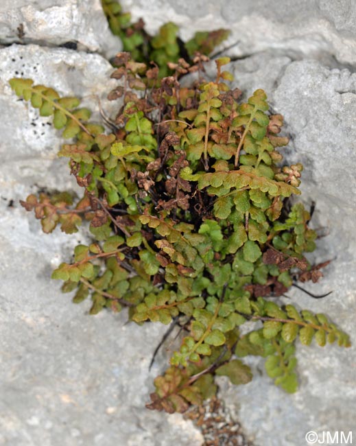 Asplenium petrarchae