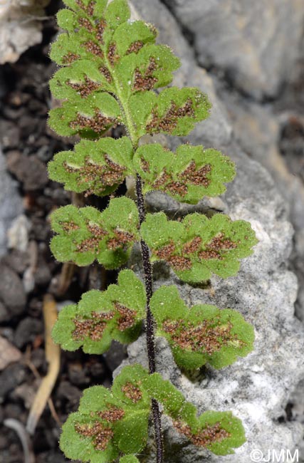 Asplenium petrarchae