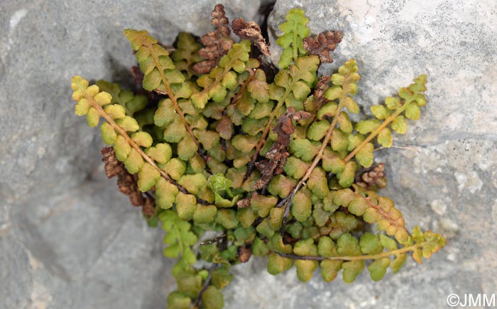 Asplenium petrarchae