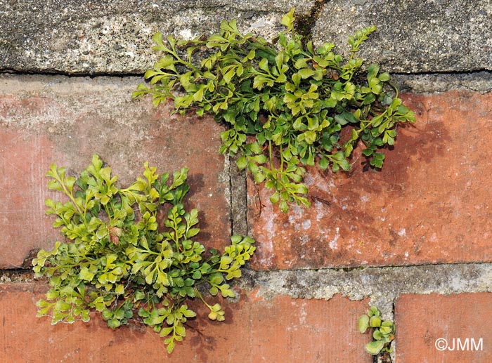 Asplenium ruta-muraria subsp. ruta-muraria