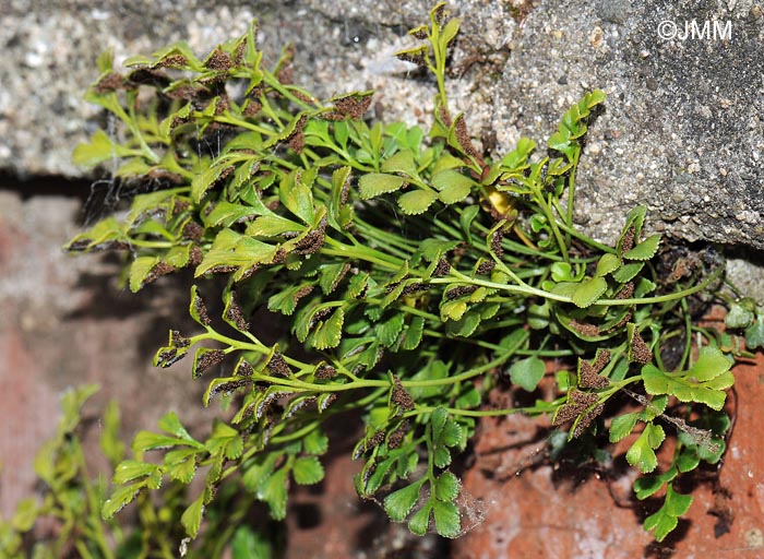 Asplenium ruta-muraria subsp. ruta-muraria