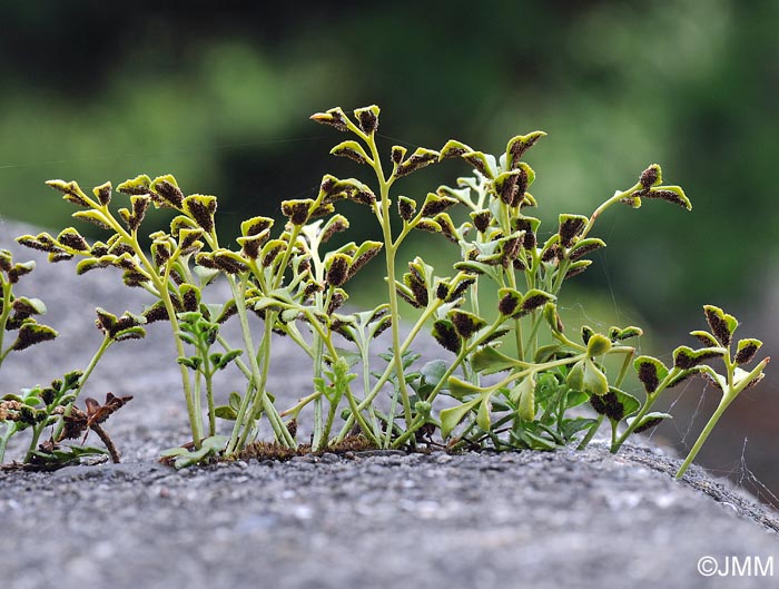 Asplenium ruta-muraria subsp. ruta-muraria