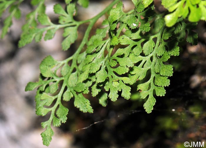 Asplenium ruta-muraria