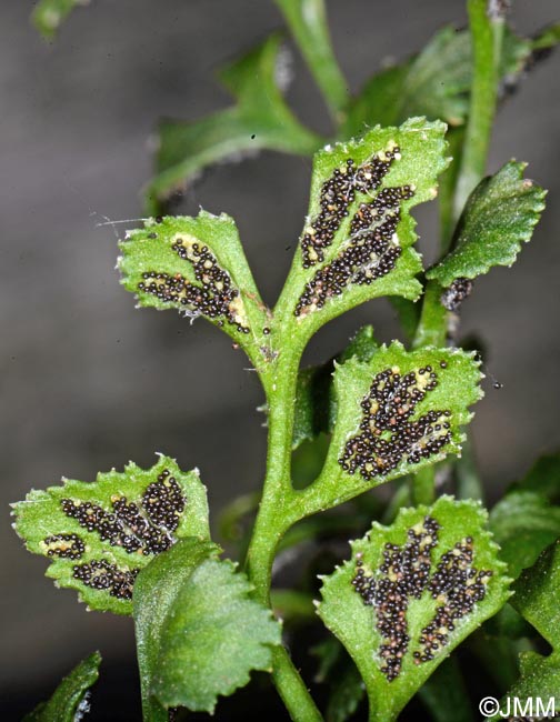 Asplenium ruta-muraria