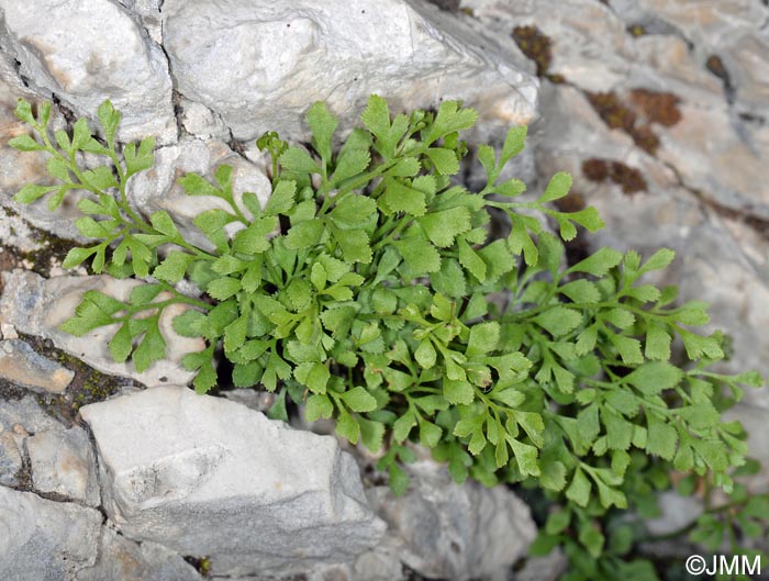 Asplenium ruta-muraria