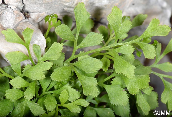 Asplenium ruta-muraria