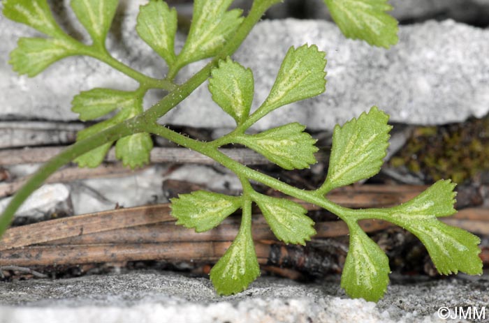 Asplenium ruta-muraria