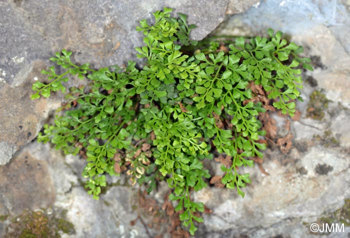 Asplenium ruta-muraria subsp. dolomiticum