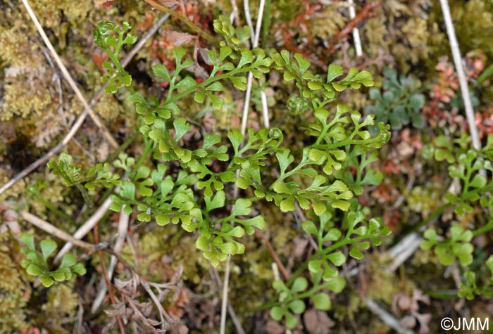 Asplenium ruta-muraria subsp. dolomiticum