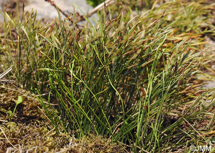 Asplenium septentrionale