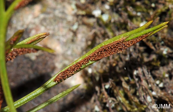 Asplenium septentrionale