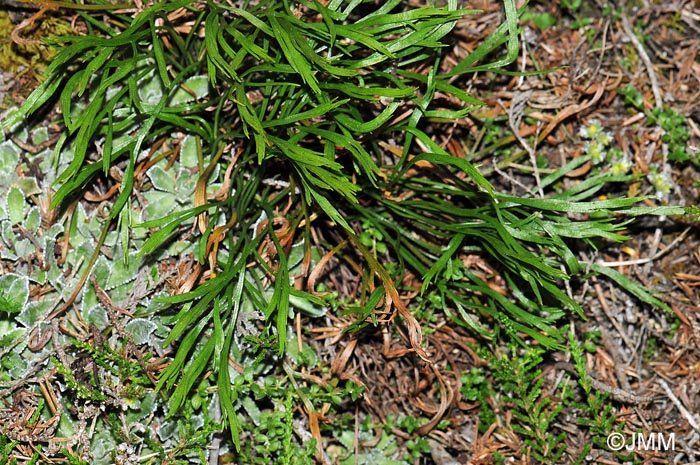 Asplenium septentrionale