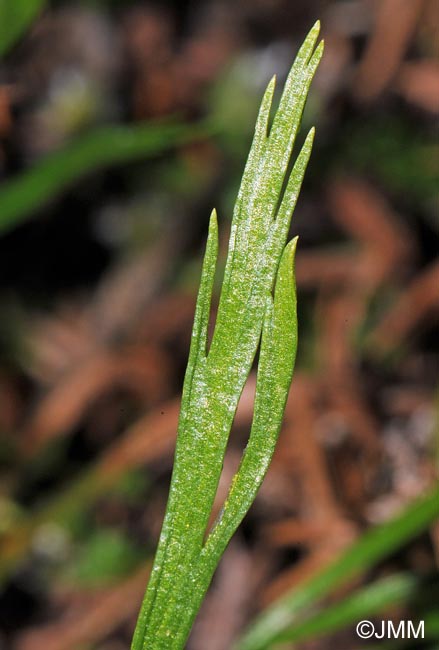 Asplenium septentrionale