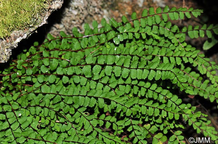 Asplenium trichomanes