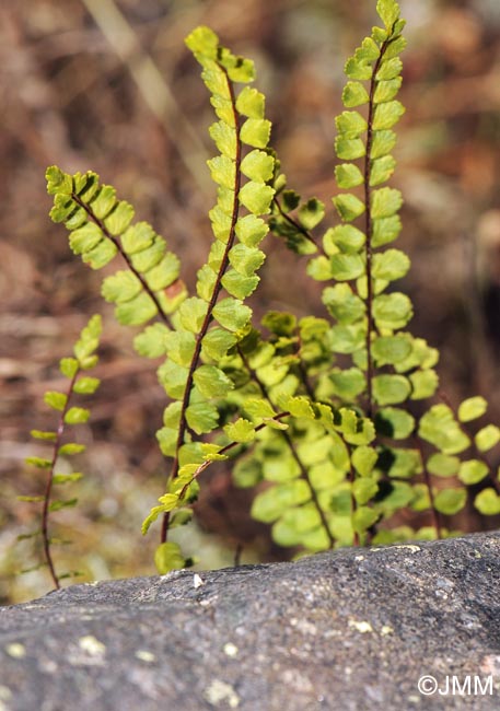 Asplenium trichomanes