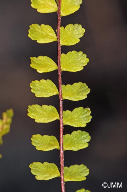 Asplenium trichomanes