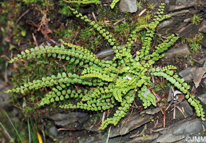 Asplenium trichomanes