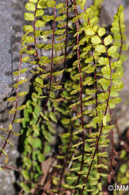 Asplenium trichomanes