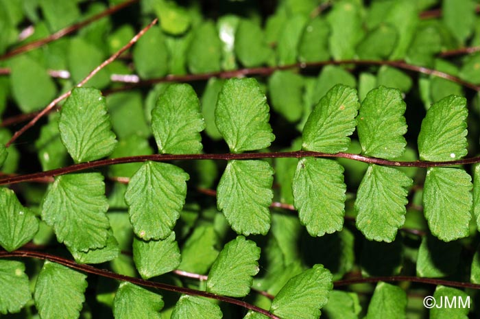 Asplenium trichomanes