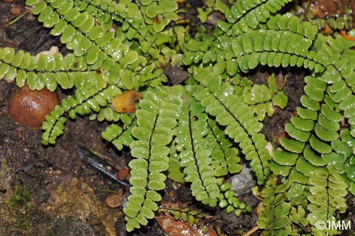 Asplenium trichomanes subsp. hastatum