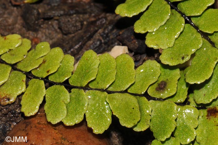 Asplenium trichomanes subsp. hastatum