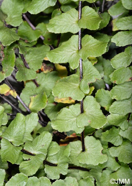 Asplenium trichomanes subsp. hastatum