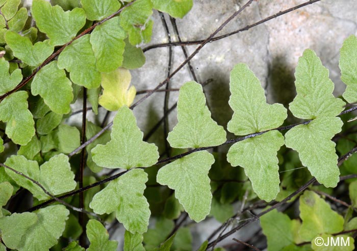 Asplenium trichomanes subsp. hastatum