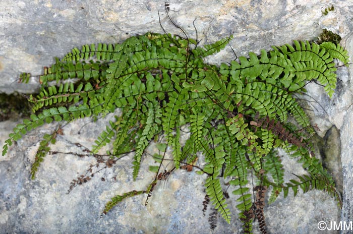 Asplenium trichomanes subsp. hastatum