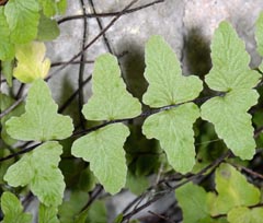 Asplenium trichomanes subsp. hastatum