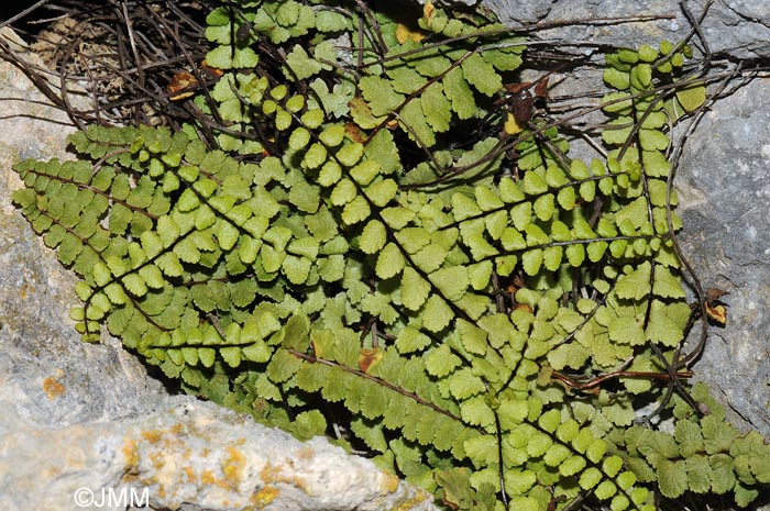 Asplenium trichomanes subsp. pachyrachis