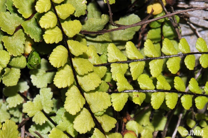 Asplenium trichomanes subsp. pachyrachis