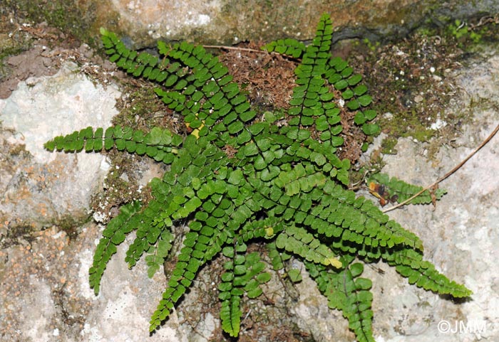 Asplenium trichomanes subsp. pachyrachis