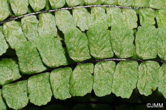 Asplenium trichomanes subsp. pachyrachis