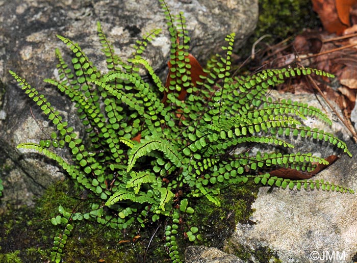 Asplenium trichomanes subsp. quadrivalens