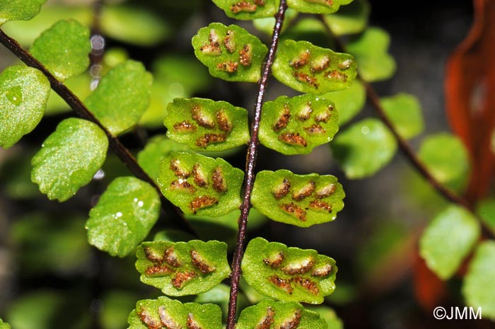 Asplenium trichomanes subsp. quadrivalens