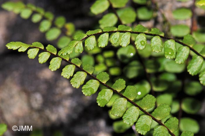 Asplenium trichomanes subsp. quadrivalens