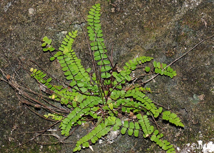 Asplenium trichomanes subsp. quadrivalens