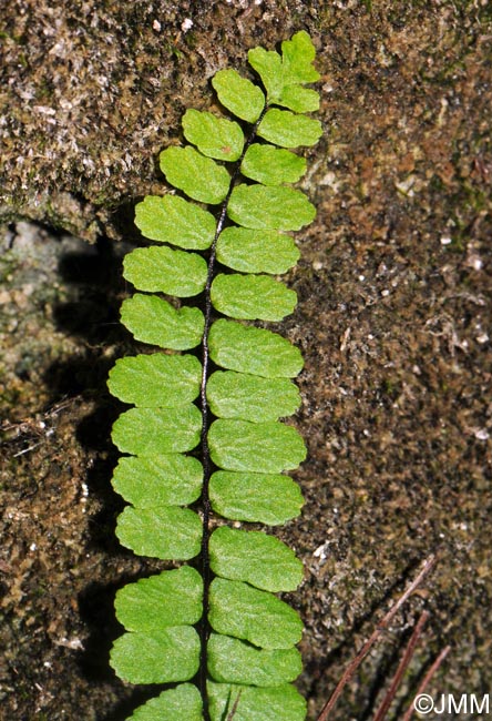 Asplenium trichomanes subsp. quadrivalens