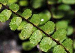 Asplenium trichomanes subsp. quadrivalens