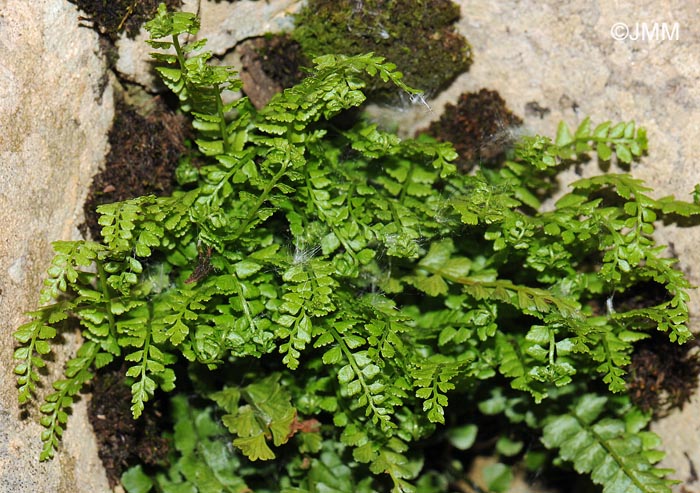 Asplenium viride