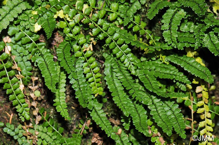 Asplenium viride