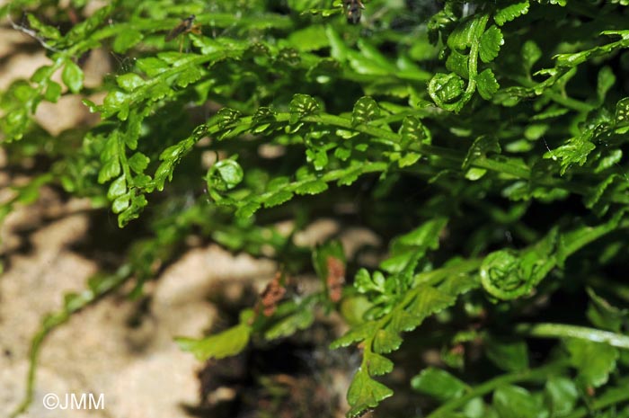 Asplenium viride