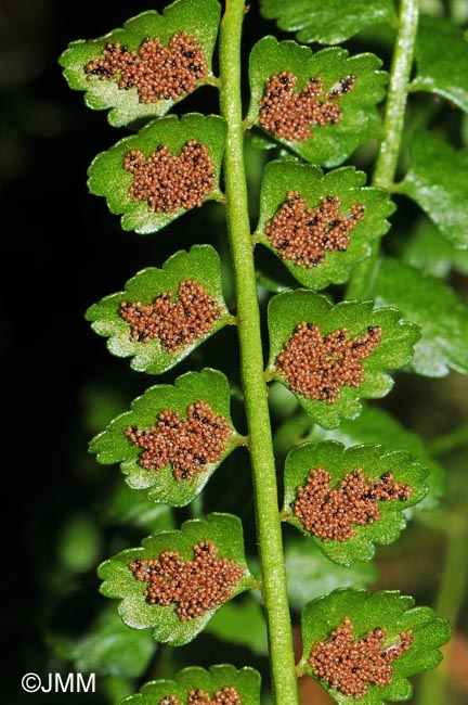 Asplenium viride