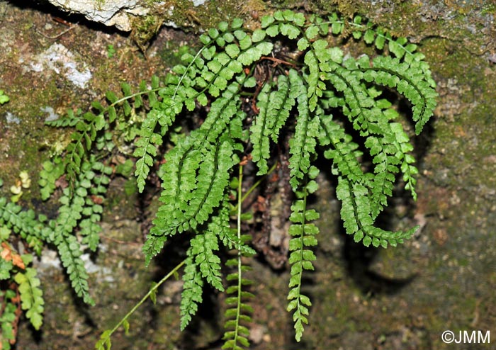 Asplenium viride